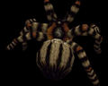 Image of 2 Giant Spiders
