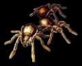 Image of Small Spider