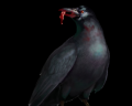 Image of Crow