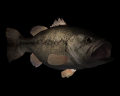 Image of Black Bass (L)