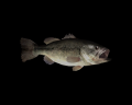 Image of Black Bass