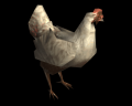 Image of Chicken