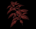 Image of Red Herb