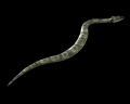 Image of Snake