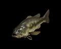 Image of Black Bass