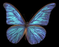 Image of Blue Butterfly