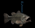 Image of Black Bass