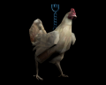 Image of Chicken