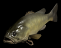 Image of Lunker Bass