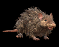 Image of Rat