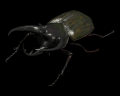 Image of Rhinoceros Beetle