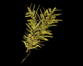 Image of Yellow Herb