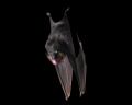 Image of Bat