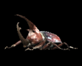 Image of Beetle (Brown)