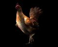 Image of Chicken