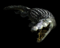 Image of Crocodile