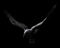 Image of Crow