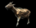 Image of Goat
