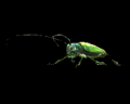 Image of Jewel beetle