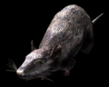 Image of Rat