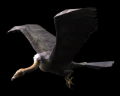 Image of Vulture