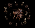 Image of Bug Swarm