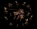 Image of Bug Swarm