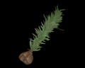 Image of Herb