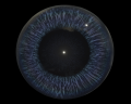 Image of Azure Eye