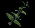 Image of Herb