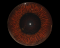 Image of Maroon Eye