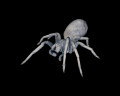 Image of Small Spider