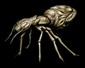 Image of &infin; Ants