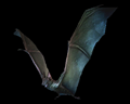 Image of 5 Bats