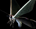 Image of 3 Moths