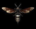 Image of Bee Specimen