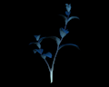 Image of Blue Herbs