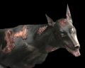 Image of Cerberus