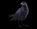 Image of Crow