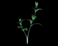 Image of 5 Green Herbs