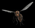 Image of &infin; Wasps