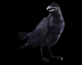 Image of 1 Crow