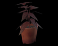 Image of 1 Red Herb