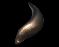 Image of Small Leech