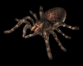 Image of Giant Spider