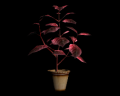 Image of Red Herb