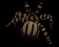 Image of Giant Spider