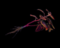 Image of 1 Red Herb